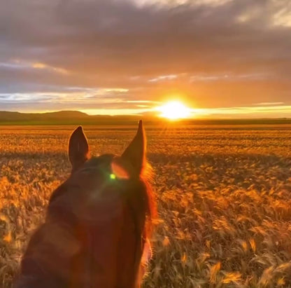 GallopGear™ Equestrian Action Camera